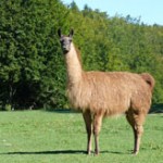 lamas